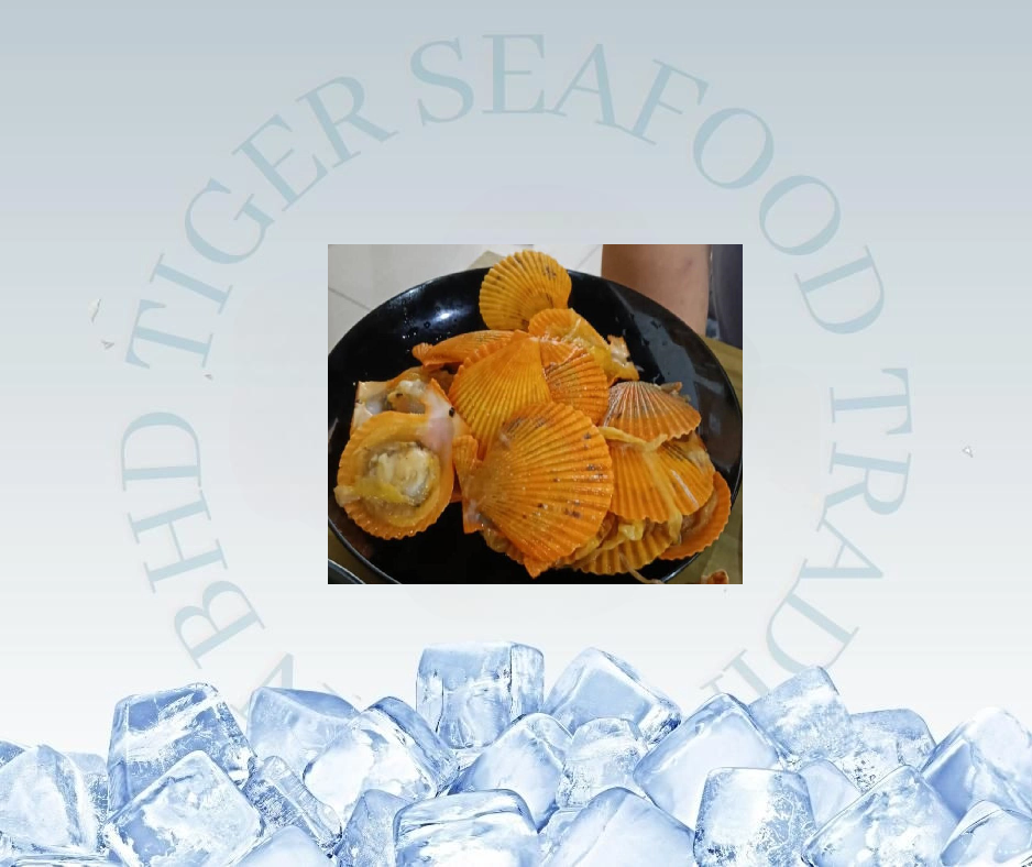 HALF SHELL GOLDEN SCALLOP 1KG